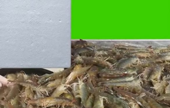海捕大虾绿幕视频